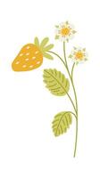 Strawberry plant with berries and flowers flat illustration Illustration vector
