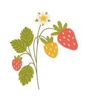 Strawberry plant with berries and flowers flat illustration Flat Illustration Icon vector