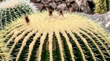 This showcases a closeup of a cactus, highlighting its intricate details, sharp thorns, and unique textures in a desert landscape video
