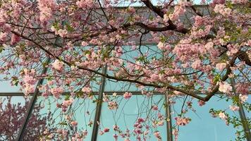 A tree with pink flowers in front of a building video