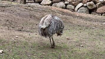 An ostrich is walking around in the grass video