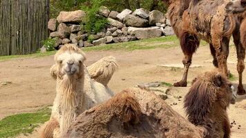 Camels in the zoo video