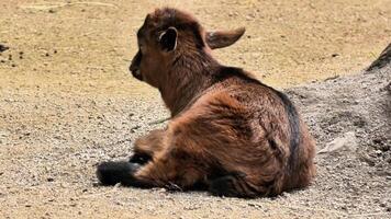 A baby goat sitting on the ground video