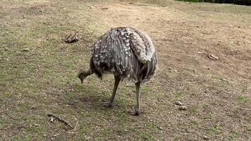 An ostrich is standing on the ground in a field video