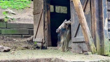 A majestic goat adorned with long hair gracefully steps out from a rustic wooden shelter in a serene, tranquil setting video