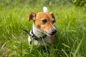 A cute Jack Russell Terrier dog stands in a grass in the field. Pet portrait with selective focus and copy space for text. Domestic animal photo