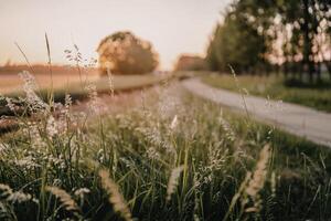 Close up sunlit wild grass concept photo. Summertime. Sunny morning photo