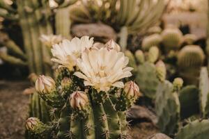 A photograph of several saguaro cacti forming a textured natural background. photo