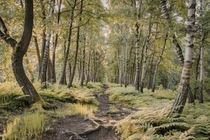A photograph of a dense birch forest bathed in the soft light of a summer afternoon photo