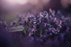 Purple flowers in spring bloom photo