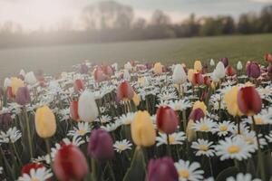 A field of colorful tulips and daisies in the sun photo