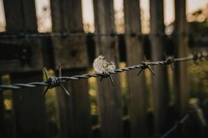 A photograph of a section of weathered barbed wire photo