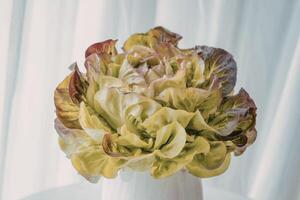 A photograph of a single, vibrant head of lettuce photo
