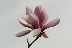 A photograph of a single, vibrant pink magnolia blossom photo