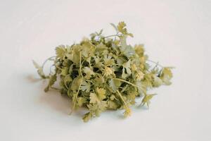 a cluster of fresh coriander leaves photo