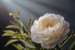 White peony on a dark background with sunlight photo