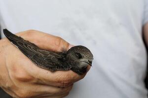 A swift bird in a man's hand inside an office illustrating the intersection of city and nature photo