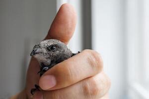 Macro photo of a swift bird resting peacefully in a male hand with blurred indoor background