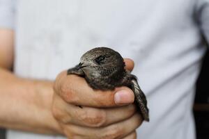A calm swift bird in a male hand shows a moment of care after an unexpected indoor flight photo
