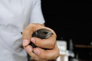 A trusting wild swift calmly sits in a palm showing deep connection with humans photo