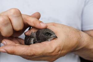 Close up of a human hand cradling a swift bird calmly showing nature care and kindness photo