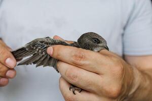 A swift bird with black feathers held in a human hand under natural soft daylight photo