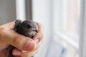 A swift bird sits quietly in a man's hand showing trust and harmony between nature and people photo