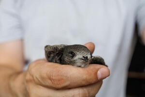 A close look at a man holding a swift bird gently showing kindness and protection of wildlife photo