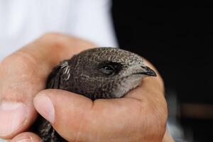 A swift bird that flew into an office rests quietly in a caring human hand close up photo