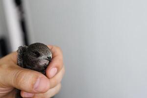 A close up of a male hand gently holding a swift bird indoors with soft daylight and blurred background photo