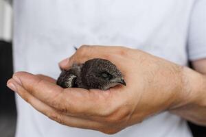 A small swift bird held gently by a man with soft light showing detail and emotional warmth photo