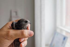 A small black swift calmly rests in a man's palm after flying into an office through an open window photo