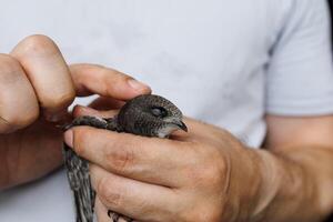 A peaceful swift bird rests in a human palm highlighting nature and human interaction photo