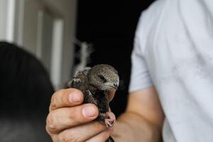 A black swift bird rescued indoors held softly in a man's hand with focus on detail and trust photo
