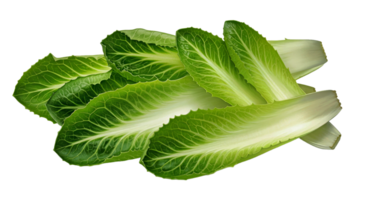 Vibrant Mix of Frisee and Escarole Leaves in a Fresh Composition png