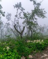 Misty forest in the mountains. Summer taiga in fog. Mysterious foggy forest, photo