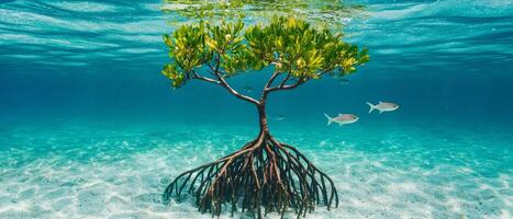 Underwater mangrove tree with fish swimming nearby. Lush and tropical landscapes mangroves concept. photo
