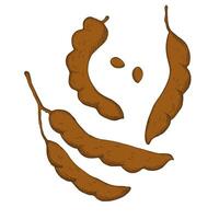 Tamarind plant on isolated background. Hand drawn tropical pea engraved illustration. Coloured illustration of exotic tamarinds peas with pod, beans. Food, flavouring, ayurvedic plants, wood vector