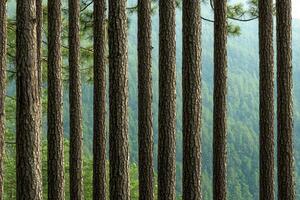 Natural, fresh, and clean pure air from mountain forests. Dense forest with tall trees and misty background. photo