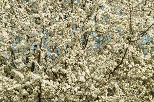 White spring flowers on a blooming tree branches with small blossoms and vibrant blue sky. Nature background for seasonal design. photo