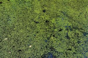 Green duckweed covering the surface of a pond, creating a natural abstract background. Algae bloom on water. Organic texture. photo
