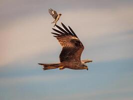 a bird flying in the sky with a bird on its back photo