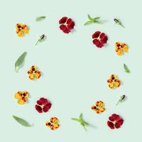 Frame from natural blossom flowers heartsease and fresh leaves. Small bright blooming buds of flowers pansy. photo