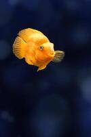 Red Parrot Cichlid fish in aquarium. Orange Parrot fish on background blue water photo