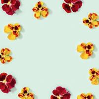 Modern floral frame with yellow and red pansy flowers, small summer flat lay flowery seasonal styling photo