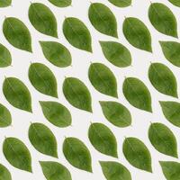 Pattern with Natural green leaves backgroun. Minimal Flat lay ecology friendly concept photo