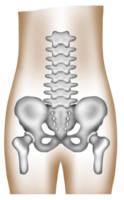 A hand-painted watercolor of a healthy human pelvis and lumbar spine png