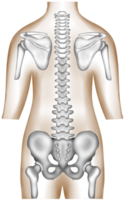 Hand-painted watercolor of a healthy human spine, pelvis, and scapula png