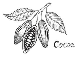 Cocoa beans. Ink hand drawn doodle art style sketch. Chocolate cocoa powder bean, nuts and seeds. Isolated illustration on white background.Organic healthy food. Great for banner, poster, label vector