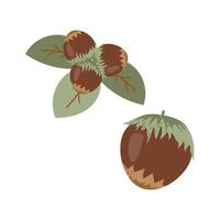 Hazelnuts with leaves. Cartoon hazelnut Hand drawn trendy flat style isolated icon. Organic raw hazel with leaves, tasty snacks. Forest nut illustration vector